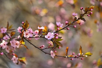 Spring flowers. Beautifully blossoming tree branch. Cherry - Sakura and sun with a natural colored background. Springtime season.