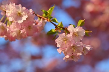 Beautiful nature scene with blooming tree and sun. Easter Sunny day. Spring flowers. Orchard Abstract blurred background in Springtime.