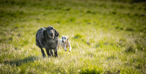 The Flat Coat Retriever