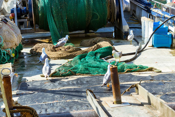 Seagulls eat fish on Board of the fishing vessel. Fishing boats and yachts moored at pier in port Blanes. Catch of sea fish, oysters, squid, sea delicacies. Fish auction. Blanes, Spain