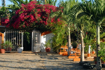 Vallée de Vinalès, bougainvilliers, portail blanc et palmiers, Cuba, Caraïbes