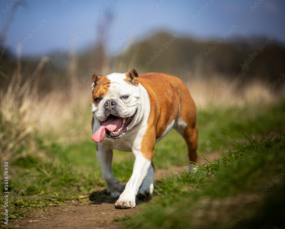 Wall mural The English Bulldog