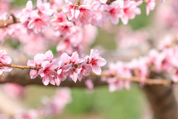 Fototapeta na wymiar Peach Blossom - Spring of Japan -