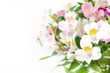 Fototapeta na wymiar Closeup of spring pink alstroemeria flowers with soft focused green leaves on white background