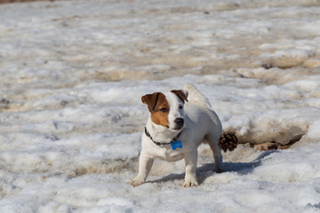 dog on the snow