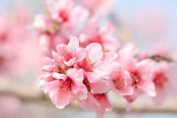 Peach Blossom - Spring of Japan -