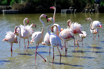 Groupe de flamants roses