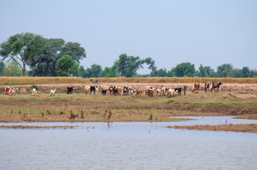 Fototapeta na wymiar Herd of goats and sheep in the muddy land 