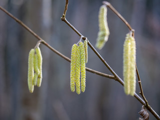 Bl&uuml;te Haselnuss