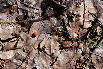 Lady bug sitting on dry brown leaves, close up detail top view