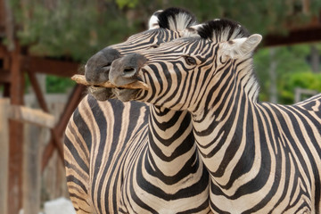 Fototapeta na wymiar Tanzania zebra holding wood in mouth