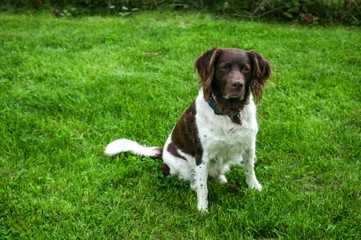Hunting dog setter in nature,Dog Setter is playing on a grass