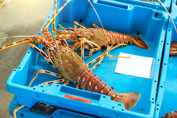 Blue plastic containers with catch of seafood, omar, lobster, crayfish, sea delicacies. Fish auction for wholesalers and restaurants. Blanes, Spain, Costa Brava. Fishing at pier in port Blanes