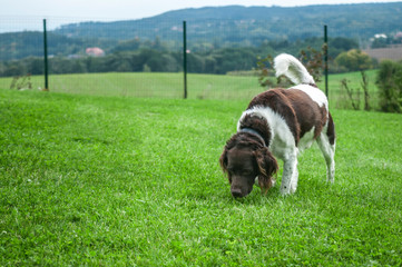 Hunting dog setter in nature,Dog Setter is playing on a grass