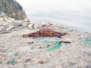 Nieżywy krab