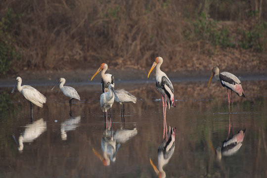 PAINTED STORK AND SPOONBILL