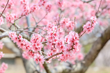 Peach Blossom - Spring of Japan -