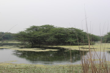 Obraz premium SULTANPUR BIRD SANCTUARY