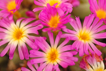 Conophytum bicarinatum..
