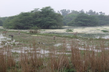 SULTANPUR BIRD SANCTUARY