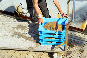 Fishermen unload catch of sea fish. Blue plastic containers with catch of sea Electric Stingray, ocean delicacies. Industrial catch of fresh fish. Fish auction for wholesalers. Blanes, Spain