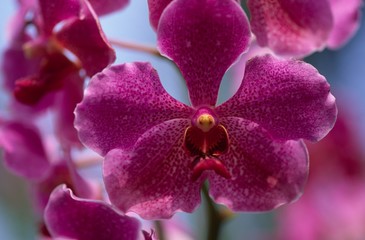 orchideeblüte