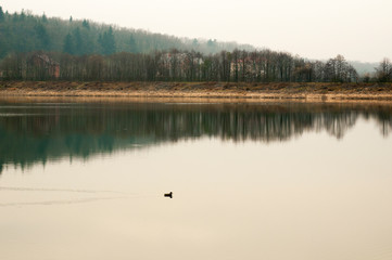 White swans on a mountain lake spring day under the open sky against the background of high mountains and bright forest