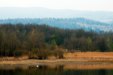 White swans on a mountain lake spring day under the open sky against the background of high mountains and bright forest