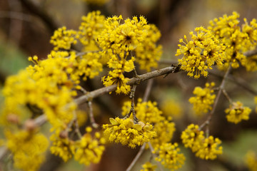 dogwood blooms in spring yellow flower.