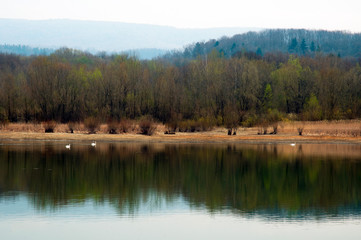 White swans on a mountain lake spring day under the open sky against the background of high mountains and bright forest