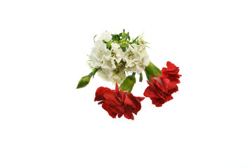 bouquet of red carnation isolated on white background