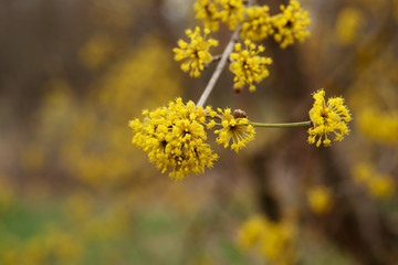 dogwood blooms in spring yellow flower.