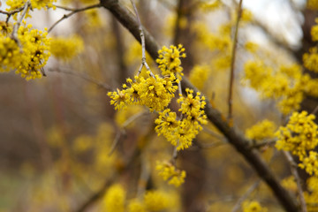 dogwood blooms in spring yellow flower.
