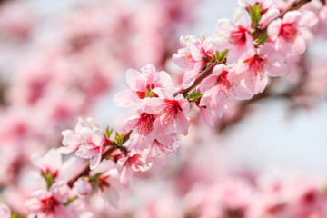 Peach Blossom - Spring of Japan -