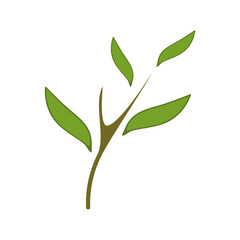 Flat element for design. Simple eucalyptus branch with leaves isolated on white background