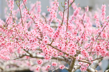 Peach Blossom - Spring of Japan -