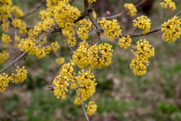 dogwood blooms in spring yellow flower. copy space.