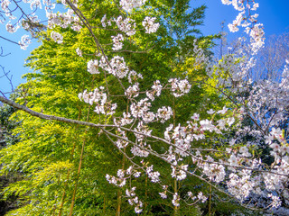【静岡県伊豆市】満開の桜