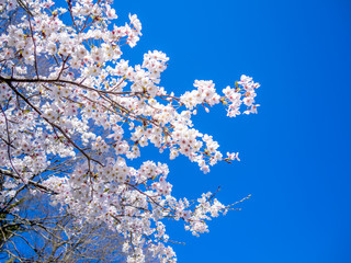 【静岡県伊豆市】満開の桜
