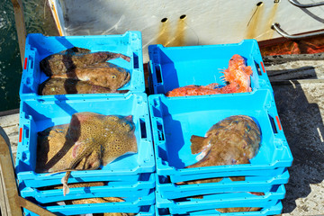Blue plastic containers with catch of sea Electric Stingray, redfish and Monkfish, ocean delicacies. Industrial catch of fresh fish. Fish auction. Blanes, Spain, Costa Brava. Fishing in port Blanes