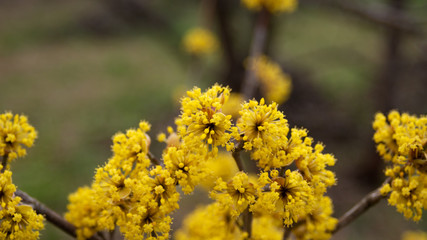 dogwood blooms in spring yellow flower. copy space.