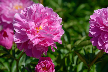 Obraz premium Peony flower. Red white and purple peony flowers blooming in the garden. Multicolor peonies macro closeup background.
