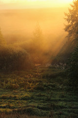 Obraz premium foggy morning in the forest