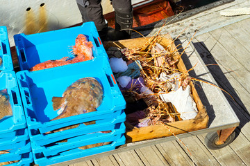 Blue plastic containers with catch of sea lobster, redfish and Monkfish, ocean delicacies. Industrial catch of fresh fish. Fish auction. Blanes, Spain, Costa Brava. Fishing in port