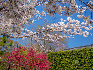 【静岡県伊豆市】春の修禅寺温泉街【桜・八重桜】