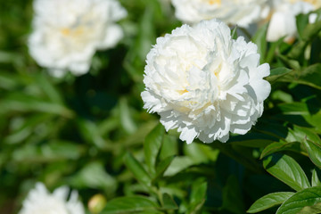 Peony flower. Red white and purple peony flowers blooming in the garden. Multicolor peonies macro closeup background.