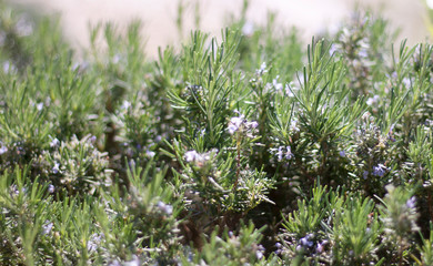 Rosemary blossoming in garden