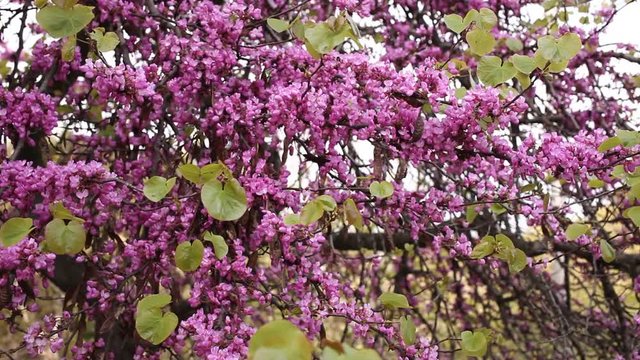 Magenta pink flowers of Cercis during spring blossoming