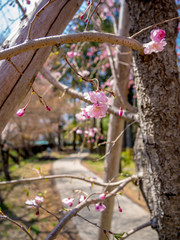 【静岡県伊豆市】満開の桜【修善寺温泉】