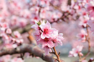 Peach Blossom - Spring of Japan -